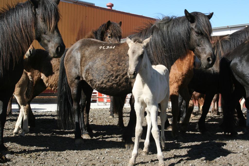 Country Dream - Langholt 2 3* Selfoss